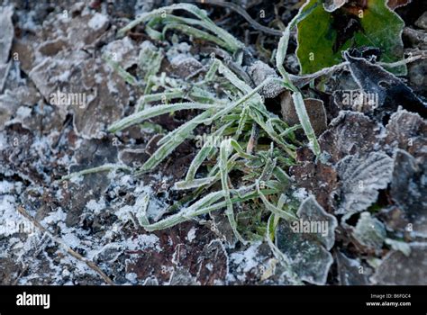 Glistening Frost Formations On Grass On Leaf Litter Stock Photo Alamy