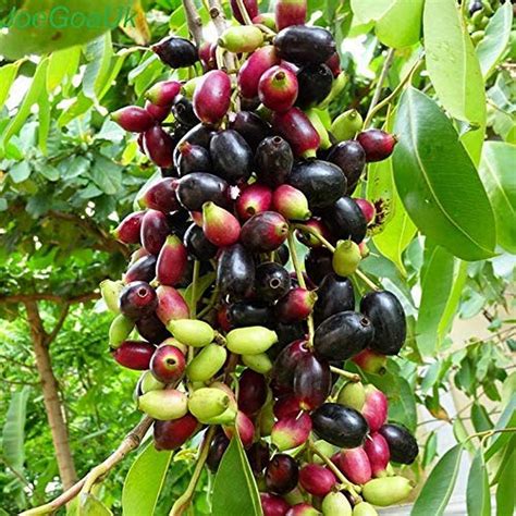 Creative Farmer Fruit Live Plant Naval Black Berry Njaval Pazham Tree