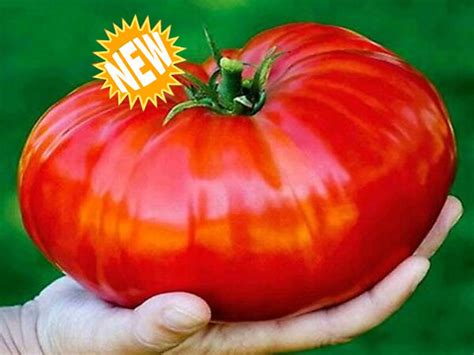 Certified Organic Beefsteak Grafted Tomato Plant Heirloom Haven