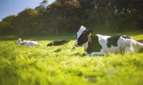 Agro-Industrial Food Production and Distribution Company