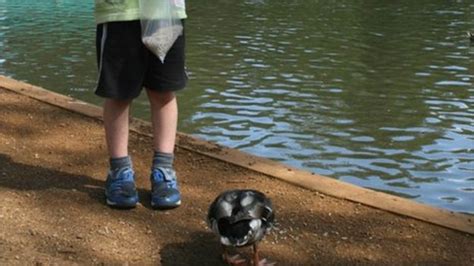 Feeding Ducks Bread Viral Sign Sparks Anger And Confusion Bbc News