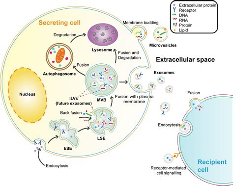 Frontiers The Emerging Role Of Neural Cell Derived Exosomes In