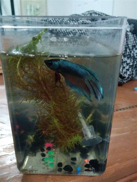 The three most common fresh water is guppy or million fish, goldfish, and betta or siamese fighting fish. Is My Betta Fish Dying? He Doesn't Move Much. | My ...