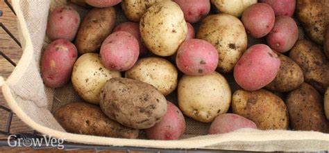 This article reviews the best ways to store potatoes and how to select the freshest ones to begin with. Tried and Tested Tips for Storing Potatoes Successfully