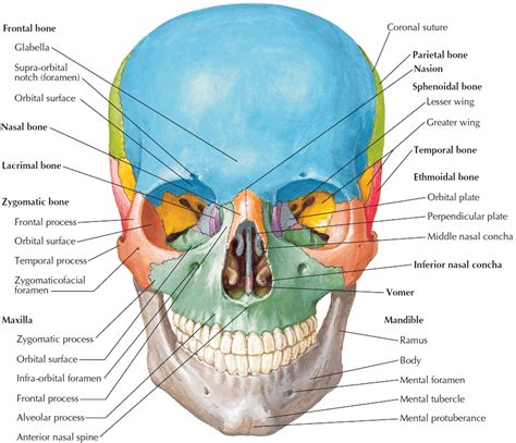 Face Skeletal Bone Anatomy