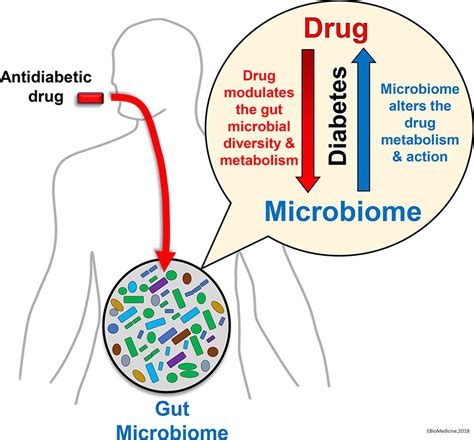How Do Antibiotics Affect The Microbiome Ellie Matthews Blog