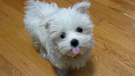 Cute Maltese Puppy Dog Playing With Funny Doggie Bone
