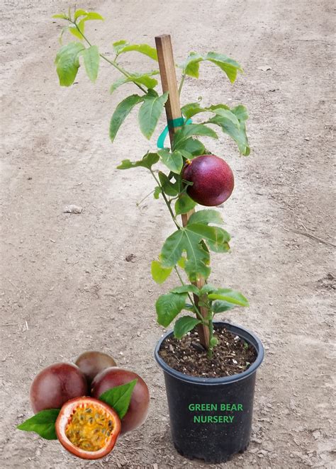 Buy Nellie Kelly Grafted Black Passion Fruit Vine Also Know Scientifically As Passiflora Edulis