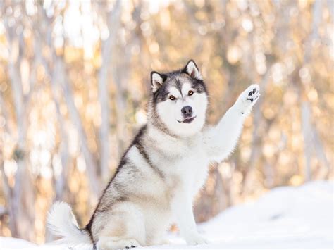 Snow Dogs Photography And Retreats Event High Country Victoria