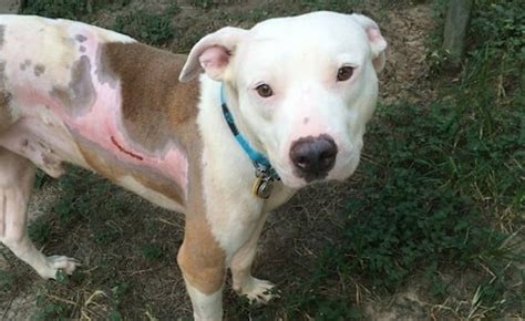 Badly Injured Pit Bull Goes From The Streets To A Loving Home In 11 Days