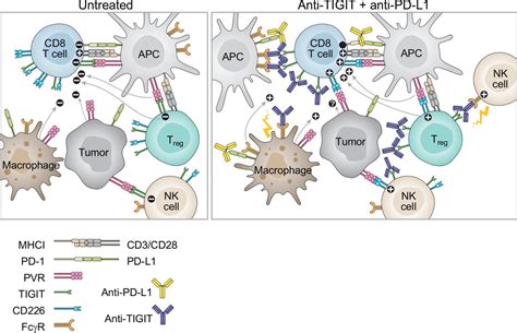 Tigit Cd Pvr Axis Advancing Immune Checkpoint Blockade For Cancer