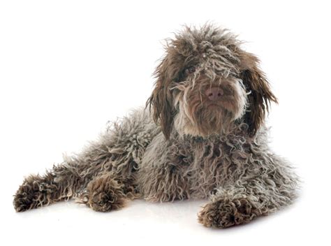 Dogs That Look Like A Rug The Smart Dog Guide