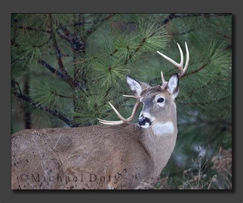 Non Typical Whitetail Buck Wildlife In Photography On Forums