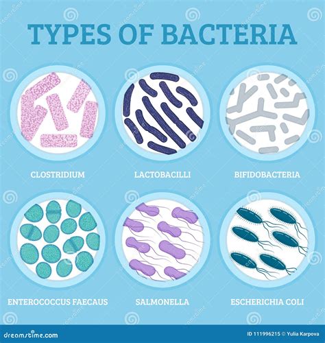 6 Types Of Bacteria