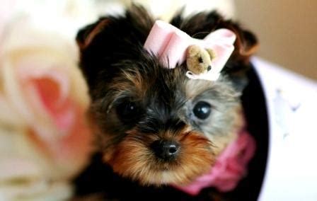 Professional teacup yorkie breeders raising. AKC Teacup Yorkie Puppies for Adoption. Call/text (832) 356-7242 for Sale in Miami, Florida ...