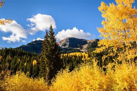 Blazing Gold Aspens In Fall Colorado By Randy Poll 500px