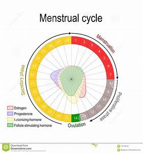 Menstrual Cycle Calendar And Reproductive System Cartoon