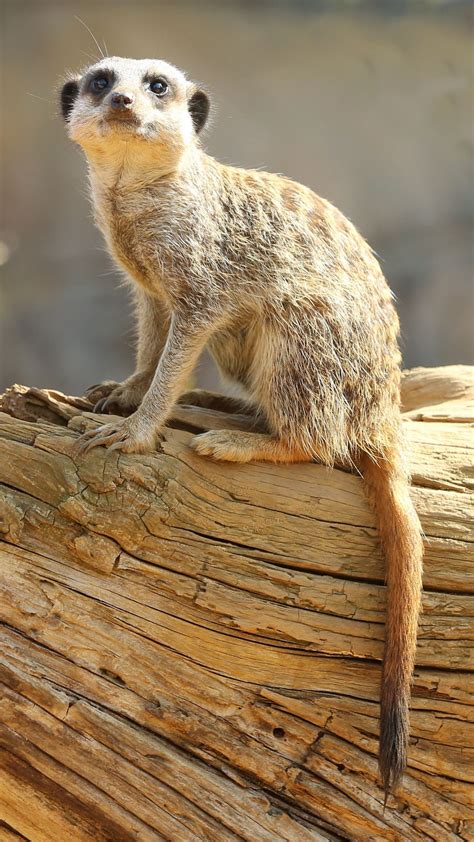 Wallpaper Meerkat Animal