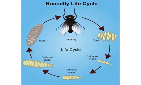 Housefly Life Cycle Various Stages Of Development