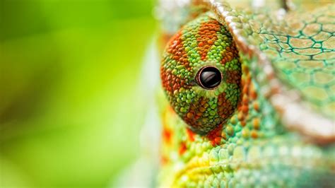 Pictures are for personal and non commercial use. Wallpaper chameleon, eyes, 4k, Animals Wallpaper Download ...