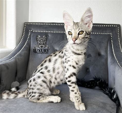 Silver F1 Savannah Kitten From Luxury Savannahs In 2022 Savannah
