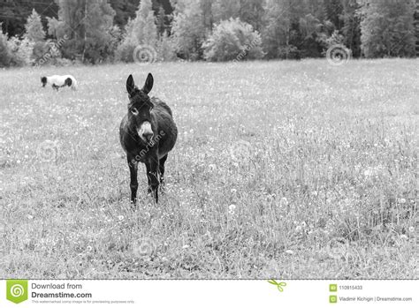 Donkey Grazing In Field Day Stock Image Image Of Country Beautiful