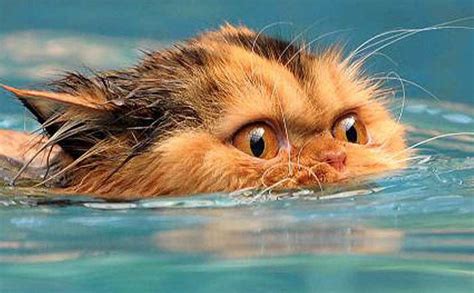 Cats That Love To Swim Modkat