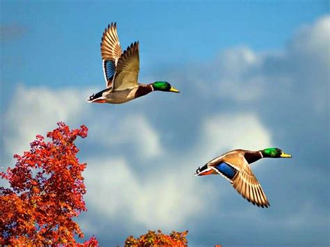 10 Most Beautiful Flying Birds New Hd Wallpapers 2014 Beautiful And