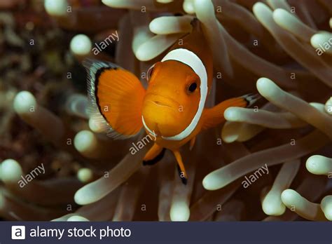 Sea Anemone And Clownfish Symbiotic Relationship