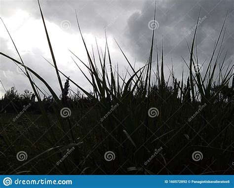 Grass Silhouettes With A Background Of Heavy Rain Clouds Stock Photo