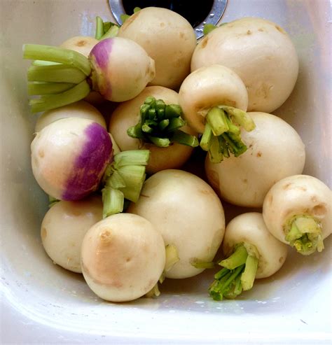 Whats Cooking Turnips Westbury Community Garden