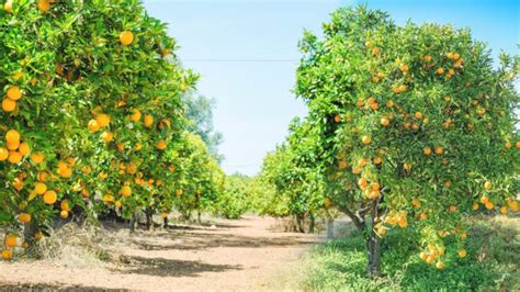 Blood Orange Garden Growing Orange Trees For Profit Youtube