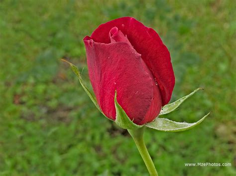 Flowerrose Cute Red Rosenice Red Rose Pictureworld Favourite Red