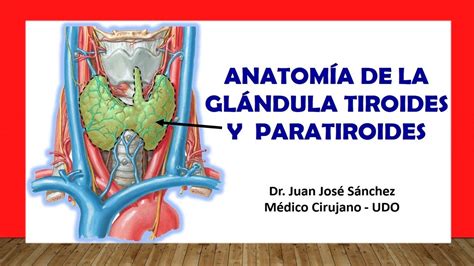 🥇 AnatomÍa De La GlÁndula Tiroides Y Paratiroides Fácil Rápida Y