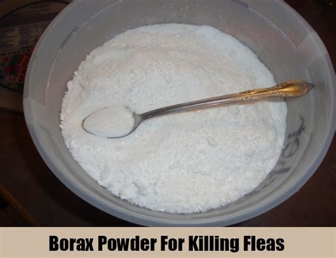 Borax Powder For Killing Fleas | Search Home Remedy