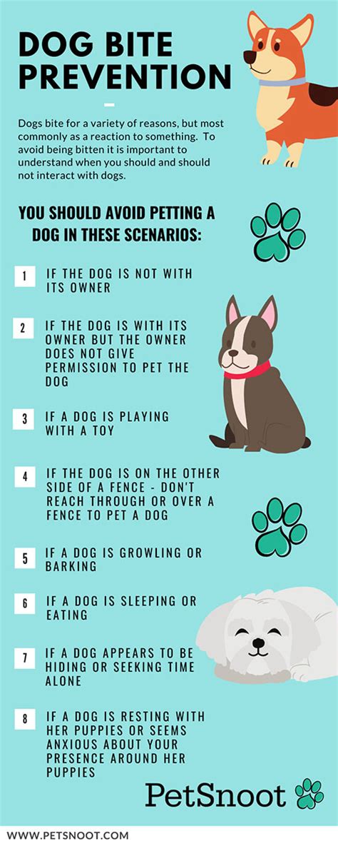 How To Prevent A Dog Bite Petsnoot