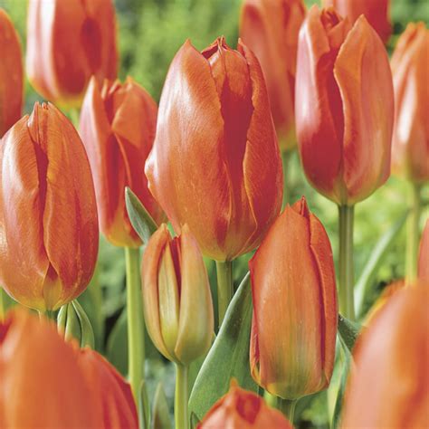 Orange Brilliant Tulip Bulbs Fosteriana Tulips Buy Online Boston