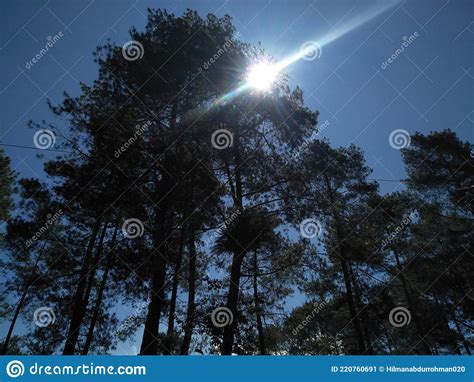 The Sun Shines Through The Tall Pine Trees Stock Image Image Of