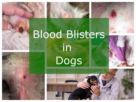 Blood Blisters In Dogs Pictures And Veterinarian Advice