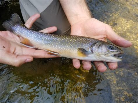 A Beautiful Brook Trout In Western Pa R Flyfishing