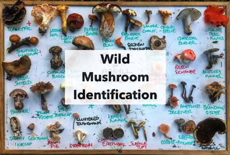 Recorded Webinar Wild Mushroom Identification Galloway Wild Foods