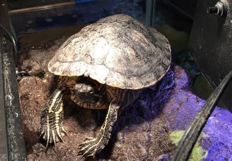 Pet Turtle Tank Setup And Aquarium Cage Habitats Pet Turtle Turtle
