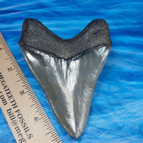 Top 1 Large Museum Quality Megalodon Shark Tooth · L1 428 L2 404