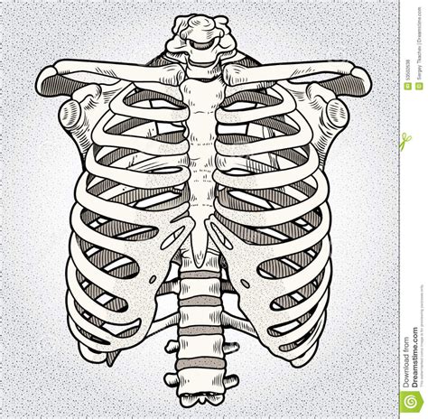 This results in the drawing in of air into the thorax (inspiration) and its expulsion (expiration). Ribcage stock illustration. Illustration of anatomy ...