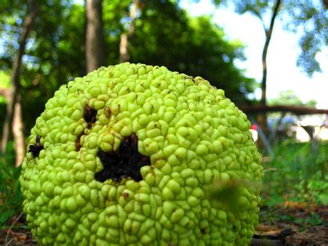 If you already have a. Horse Apple | Flickr - Photo Sharing!