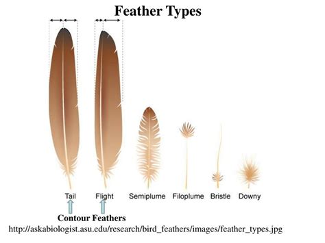 Ppt Class Aves Feathers Powerpoint Presentation Free Download Id