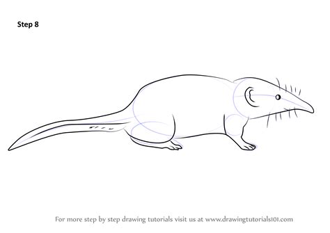 Learn how to draw an elephant! Learn How to Draw a Pygmy Shrew (Other Animals) Step by ...