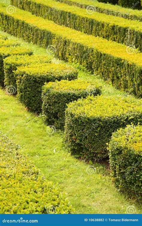 Decorative Green Hedges Stock Photo Image Of Topiary 10638882
