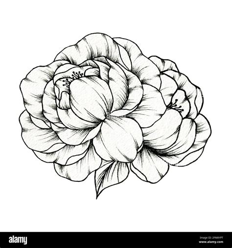 Simple Floral Illustration With Two Hand Drawn Peony Flowers Line Art
