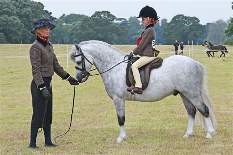Champions Crowned At Welsh Pony And Cob Society Silver Medal Show In